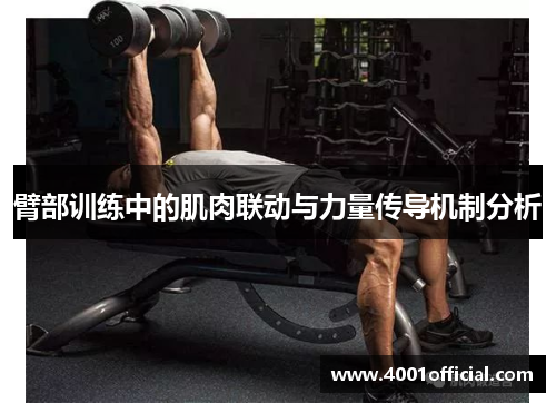 臂部训练中的肌肉联动与力量传导机制分析